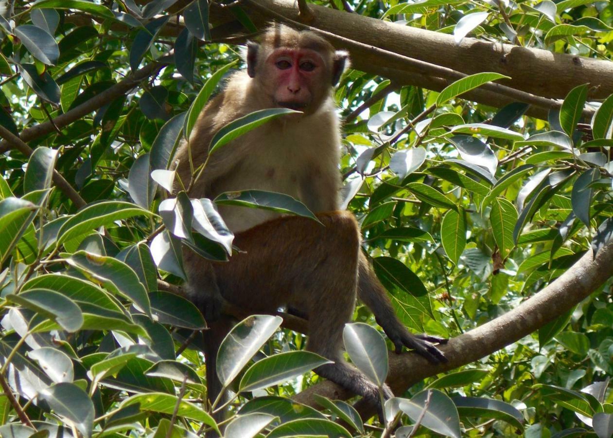 Homestay Camping Anuradhapura Eksteriør billede