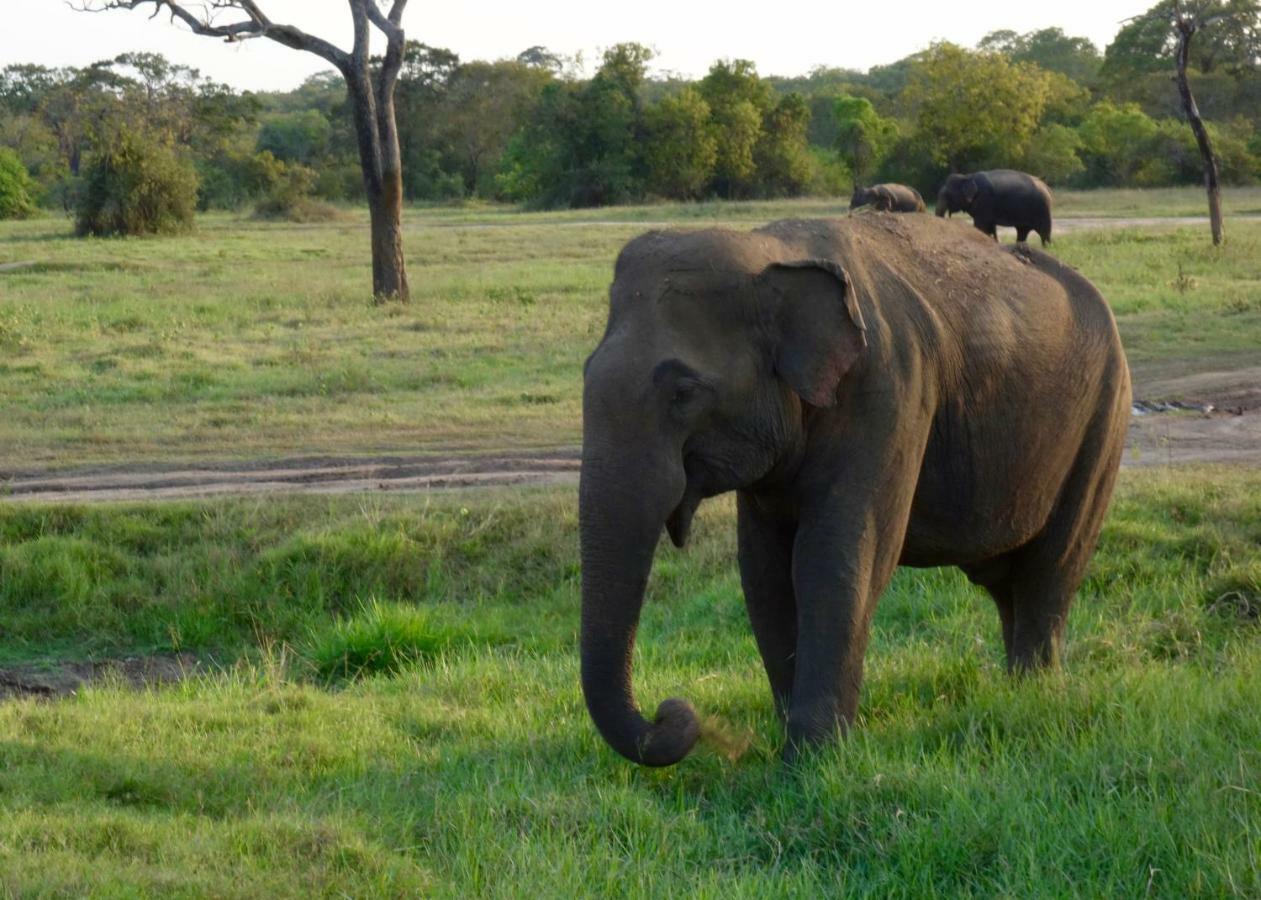 Homestay Camping Anuradhapura Eksteriør billede