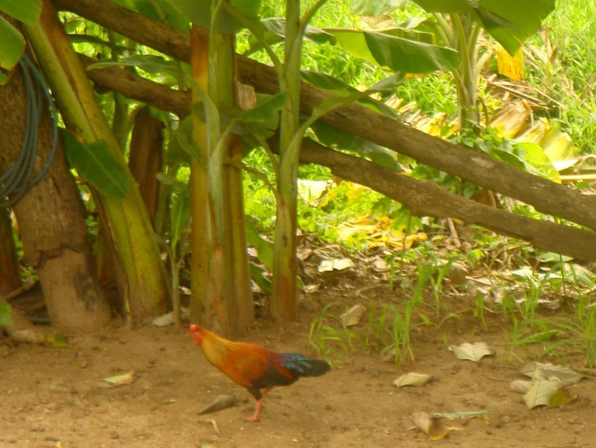 Homestay Camping Anuradhapura Eksteriør billede